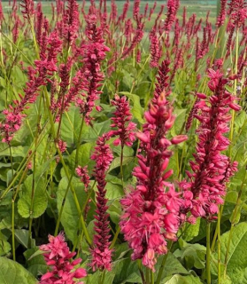 Persicaria amplexicaulis 'Speciosa'